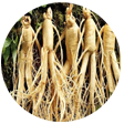 Ginseng